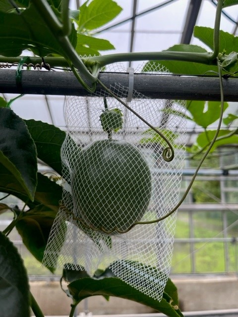 パッション　ネット掛け